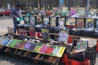 Wiosenny Kiermasz Ogrodniczy w Bydgoszczy [ZDJĘCIA]