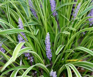 Liriope szafirkowata