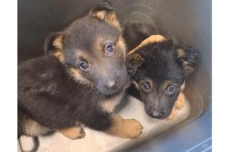 Porzucił zaniedbane szczeniaki na mrozie we Wrocławiu. Te słodziaki czekają na nowy dom