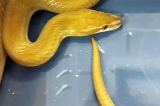 Wąż znaleziony pod ławką na Żoliborzu