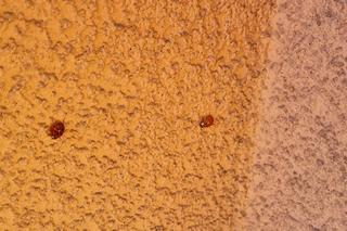 Atak azjatyckich biedronek w Krakowie