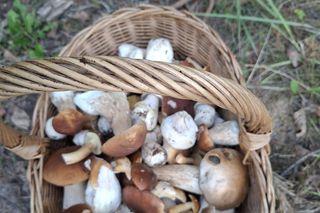 Grzyby w świętokrzyskim