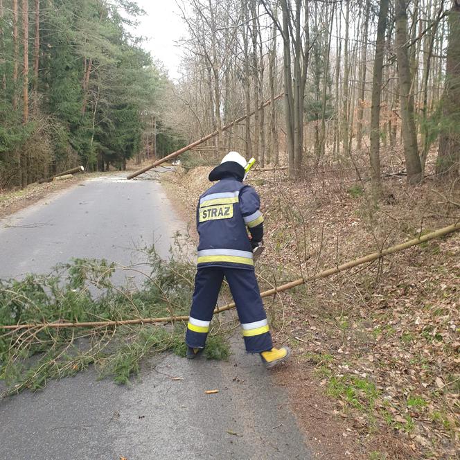 Szkody po Orkanie Eunice. Zrywało dachy, wyrywało grube drzewa, brakowało prądu