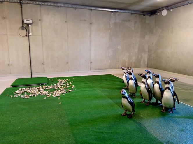 Tak prezentują się pingwiny w śląskim ZOO. Kiedy będzie można je odwiedzać? [ZDJĘCIA, WIDEO]