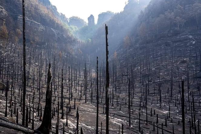 Tak wygląda Czeska Szwajcaria po pożarze. Jeszcze niedawno chodzili tamtędy turyści [ZDJĘCIA]