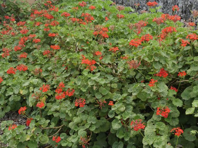 pelargonia