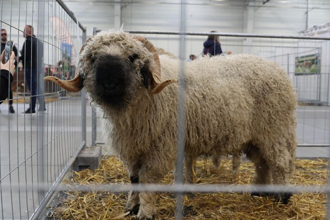 ZooPark ponownie przyciągnął do Targów Lublin tłumy miłośników zwierząt