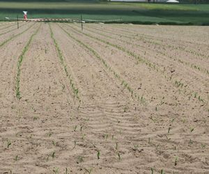 Żurawie zjadły mi kukurydzę