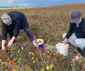 Samozbiory pomidorów na plantacji w Niewirkowie cieszą się powodzeniem