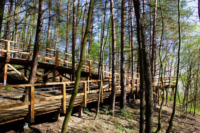 Park leśny na Oksywiu w Gdyni