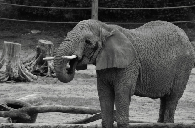 Zmarła słonica Linda z poznańskiego Zoo. Opiekunowie nazywali ją Łobuziarą