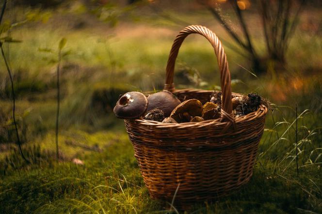 Zgubiła się w Puszczy Boreckiej podczas grzybobrania. Odnaleźli ją dopiero po zmroku