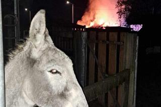W ogniu spłonął cały zapas jedzenia dla zwierząt z przytuliska. Tragiczna sytuacja zwierząt poruszyła serca ludzi