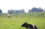 Rosyjski dron znaleziony w Oleśnie