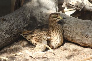 Pisklę kulona wykluło się w warszawskim ZOO 