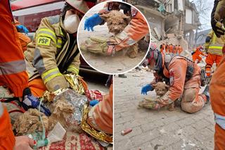 Szczęście w nieszczęściu! Ten maluch spędził ponad 4 godziny pod gruzami. Strażacy odnaleźli żywego psa