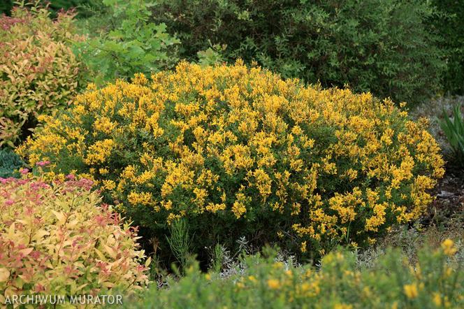 Janowiec barwierski - Genista tinctoria