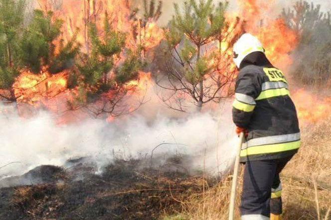 Świętokrzyscy strażacy walczą z pożarami traw. Płoną też lasy