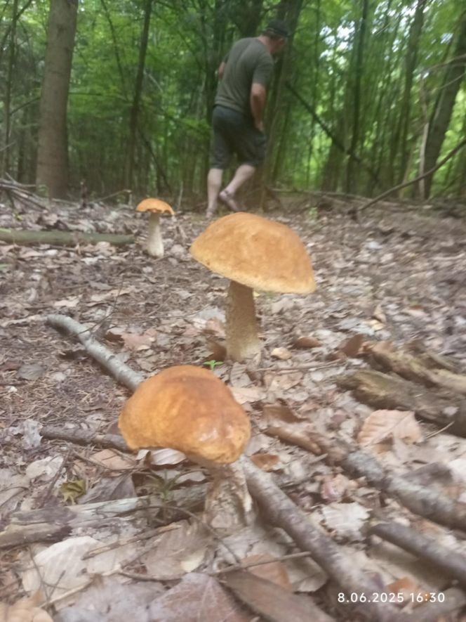 Pierwsze grzyby są już w woj. lubelskim!