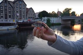 Wędkują w środku miasta i to nocą. Brda i centrum Bydgoszczy to raj dla miłośników street fishingu