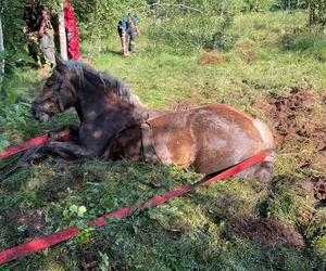 Nietypowa akcja strażaków na Pomorzu. Uratowali konie, które utknęły w bagnie