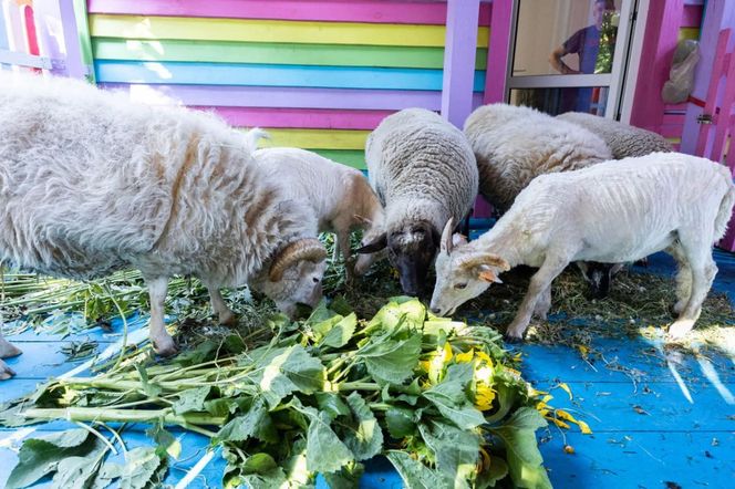 Owce zajadają się słonecznikami