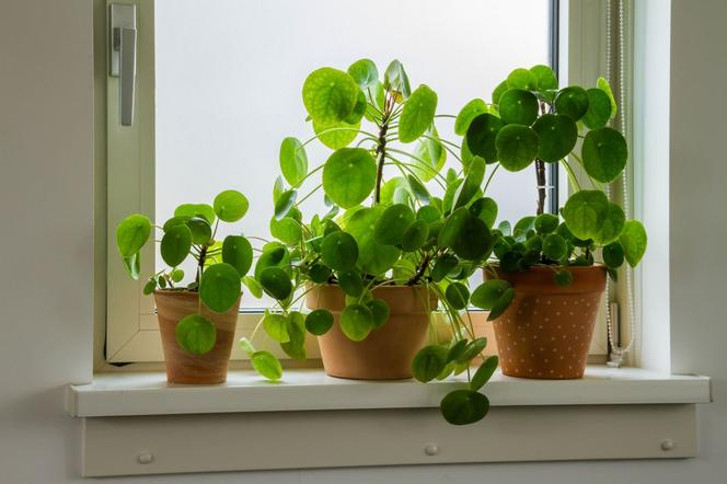 Pilea - pieniążek