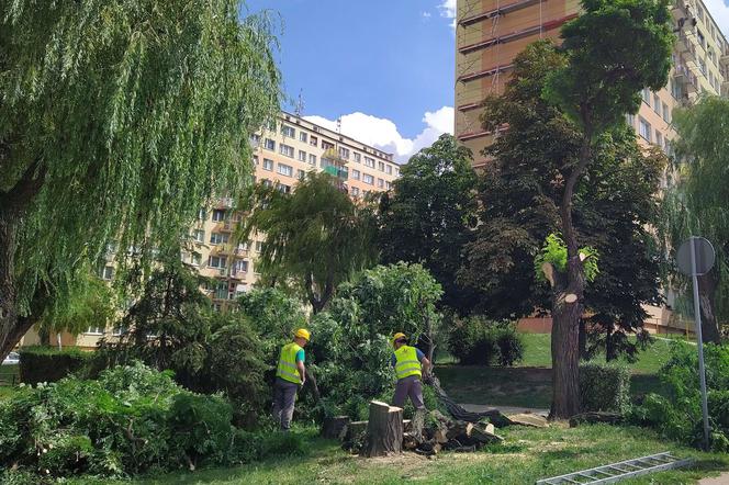 Z ulicy Podmiejskiej w Kaliszu znikają drzewa. Wycięto cały szpaler