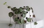 Ceropegia woodii