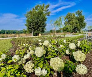 Pasternik Starachowice