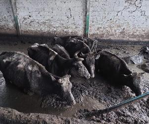 Piekło zwierząt we wsi Kwik. Ujawniono zwłoki i szczątki zwierząt. Krowy tonęły we własnych odchodach [DRASTYCZNE ZDJĘCIA 18+]