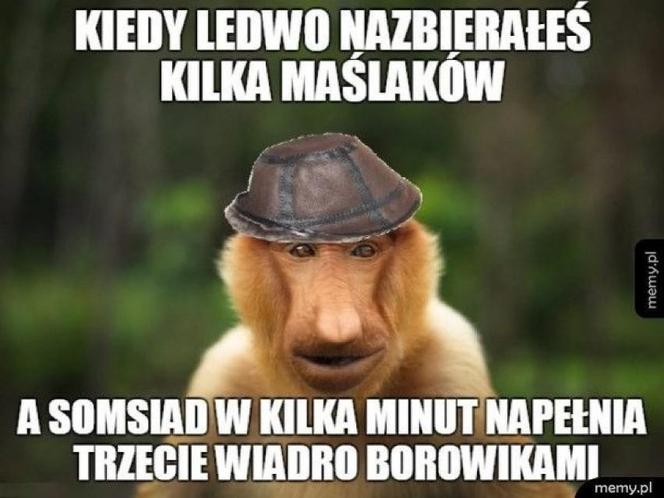 Grzybobranie 2023. Zobaczcie najlepsze memy o grzybiarzach! 