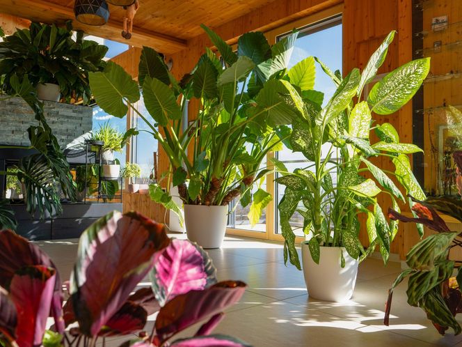 Duże rośliny doniczkowe