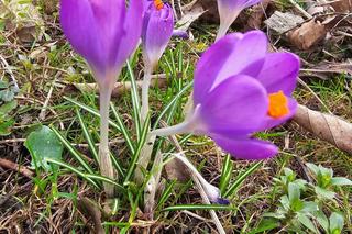 Oznaki wiosny na Podkarpaciu [GALERIA]