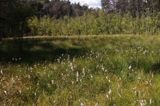 Na tych terenach występują cenne przyrodniczo okazy. Rezerwat na Mazurach został powiększony