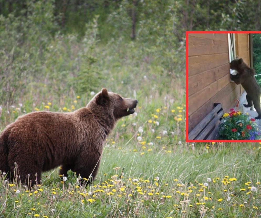 Niedźwiedź zaglądał do domu przez okno. Leśnicy pokazali zdjęcie 