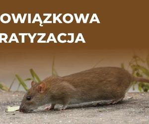 Poznań rozpoczyna walkę z szczurami. Uważajcie na swoje zwierzęta!