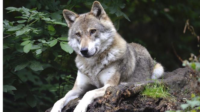 Wilki powstrzymają groźną chorobę? Wyniki tych badań są zaskakujące! 