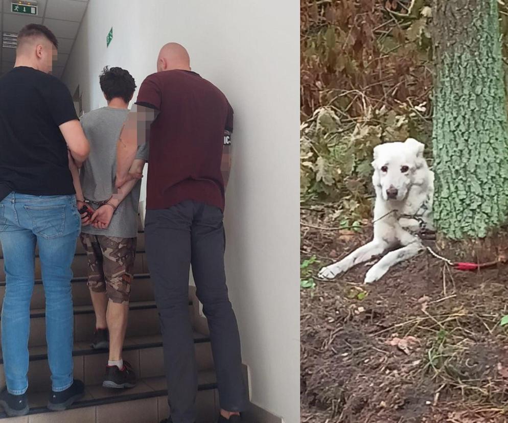 27-latek przywiązał psa do drzewa i zostawił w lesie! Policjanci nie miała dla niego skrupułów
