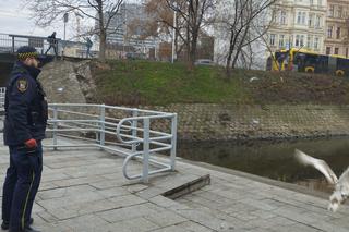 Zbłąkany łabędź wybrał się na spacer po jarmarku we Wrocławiu. „Szukał świątecznego nastroju”