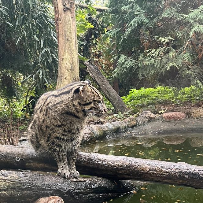 Taraje urodziły się w toruńskim zoo. Fenomen na skalę światową