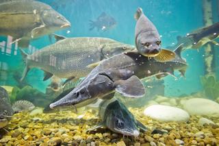 Targi Rybomania 2024. Zbliża się wielkie święto wędkarskie na MTP