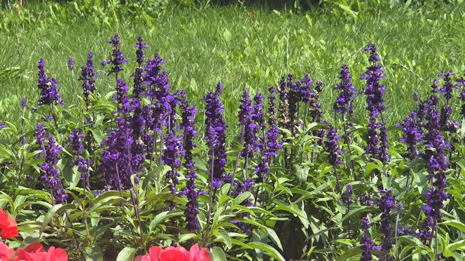 Spacer przez muzyczne serce Bydgoszczy. Park Kochanowskiego zachwyca historią i klimatem