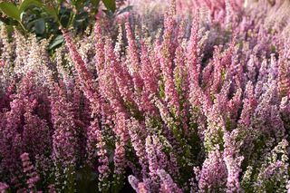 Wrzosiec delikatny - Erica gracilis