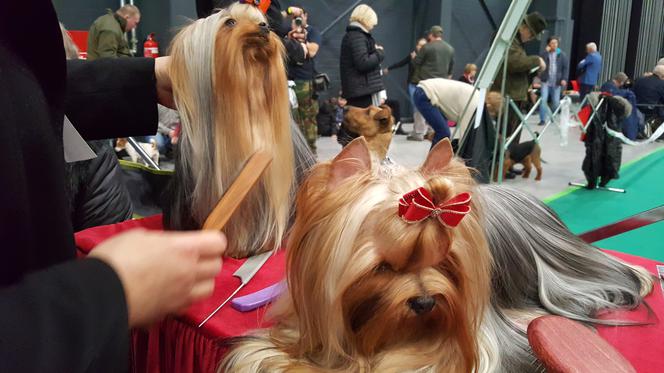 Międzynarodowa Wystawa Psów Rasowych w Bydgoszczy