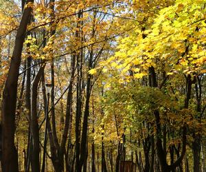 Park Miejski, Starachowice