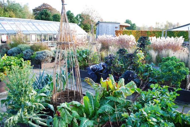 Warzywnik Katarzyna Bellingham