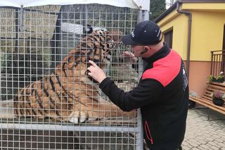 Mieszka z lwami odrzuconymi przez matkę i tygrysem. Usłyszał prokuratorskie zarzuty