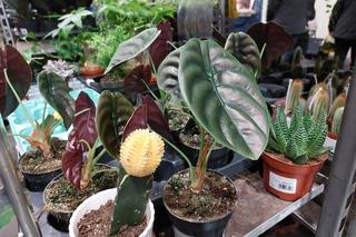 Festiwal Roślin w Rzeszowie [GALERIA]