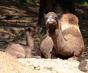 Wielbłąd jednogarbny